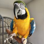 Your Ultimate Destination for Parrots—ParrotsForSale.org