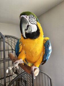 Your Ultimate Destination for Parrots—ParrotsForSale.org