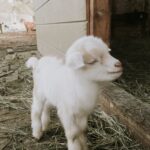 Discover Your Perfect Companion with Goats for Sale at Bracken Oaks Farms