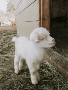 Discover Your Perfect Companion with Goats for Sale at Bracken Oaks Farms